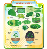 Стенд резной "Фотосинтез"