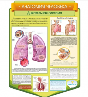 Стенд резной "Анатомия человека. Дыхательные пути"