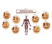 Комплект стендов для кабинета биологии "Интересные факты о человеческом организме"