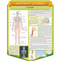 Стенд резной "Анатомия человека. Скелет"
