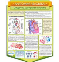 Стенд резной "Анатомия человека. Сердечно-сосудистая система"