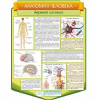 Стенд резной "Анатомия человека. Нервная система"