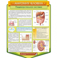 Стенд резной "Анатомия человека. Пищеварительная система"